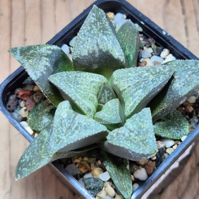VVG28571 Haworthia pygmaea v. argenteo-maculosa seedling