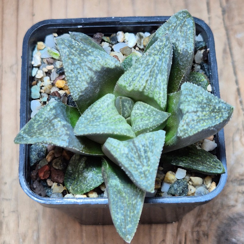 VVG28571 Haworthia pygmaea v. argenteo-maculosa seedling – Bild 2