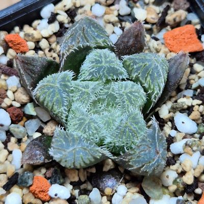 VVG31051 Haworthia ‘Kegazato’ x cooperi x venusta x obtusa ‘Purple Dodson’ seedling