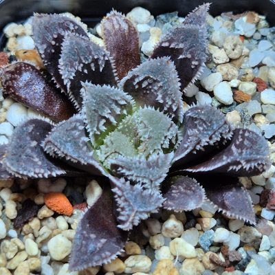 VVG31052 Haworthia ‘Kegazato’ x cooperi x venusta x clon22 + clon25 seedling