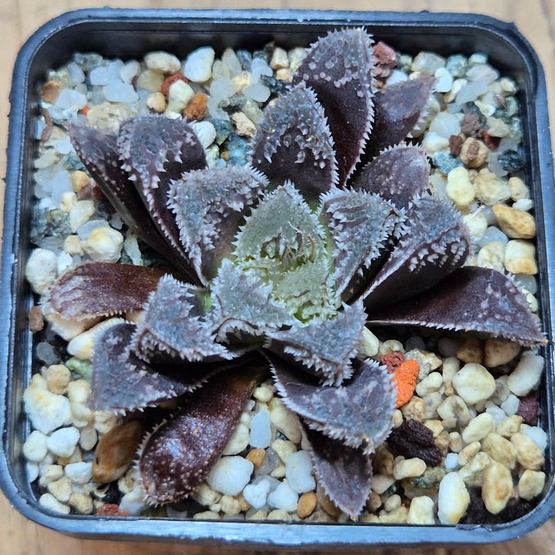 VVG31052 Haworthia ‘Kegazato’ x cooperi x venusta x clon22 + clon25 seedling – Bild 2