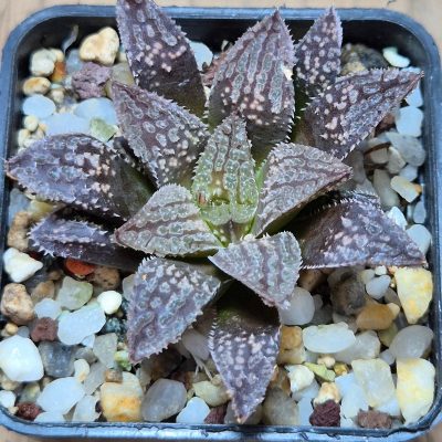 VVG32262 Haworthia 'Black Mayor' x 'Yulia' clon1 cutting