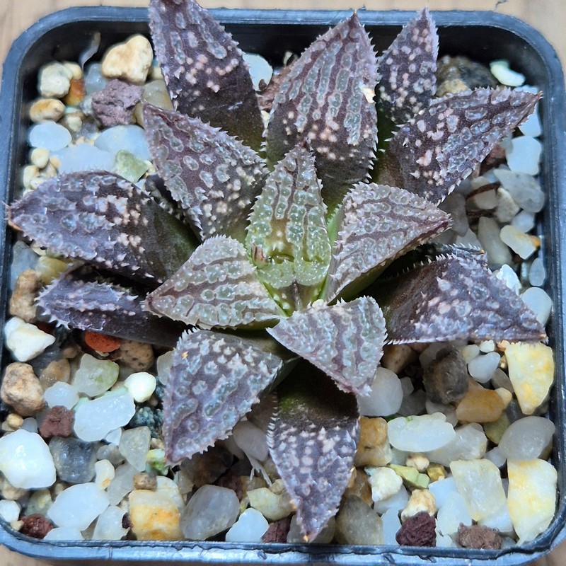 VVG32262 Haworthia 'Black Mayor' x 'Yulia' clon1 cutting