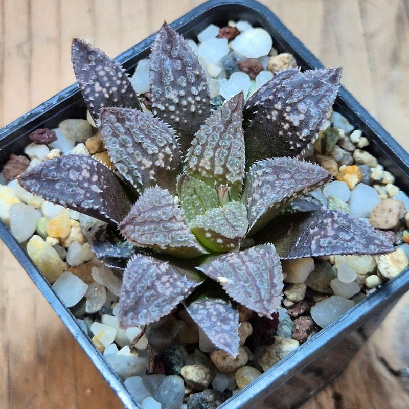 VVG32262 Haworthia 'Black Mayor' x 'Yulia' clon1 cutting – Bild 2
