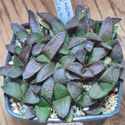 VVG33336 Haworthia koelmaniorum mix seedling 18 plants
