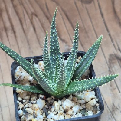VVG35207  Aloe florenceae seedling