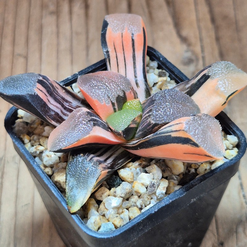 VVG35218 Haworthia bayeri f. variegata
