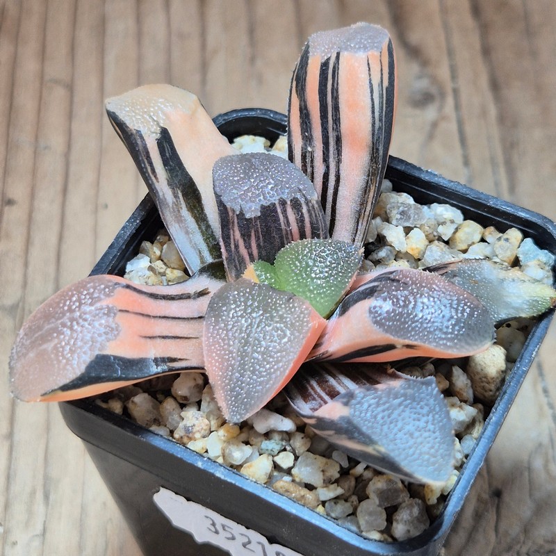 VVG35218 Haworthia bayeri f. variegata – Bild 2