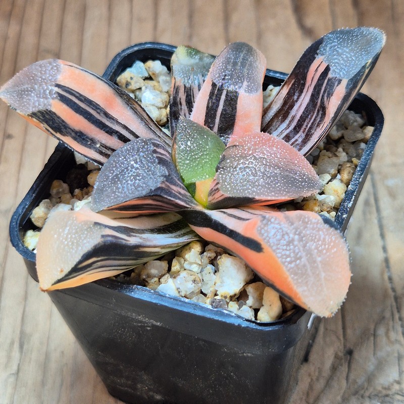 VVG35218 Haworthia bayeri f. variegata – Bild 3