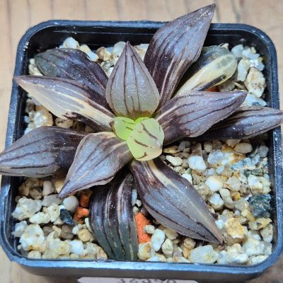 VVG36050 Haworthia atrofusca ‘Watermelon’ f.variegata