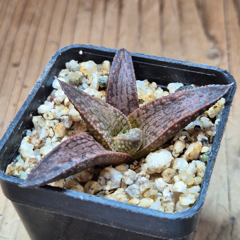 VVG36051 Haworthia ‘White Kintaikyo’ cutting – Bild 2