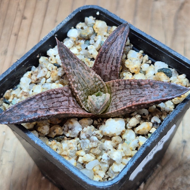 VVG36051 Haworthia ‘White Kintaikyo’ cutting – Bild 3