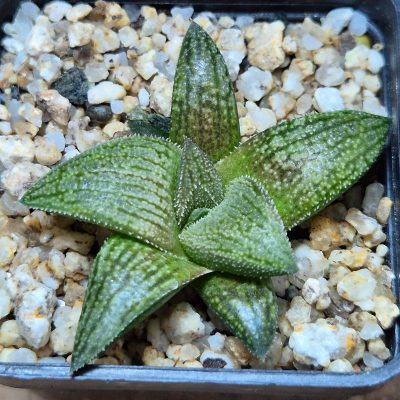 VVG36052 Haworthia ‘Sulphur’ cutting
