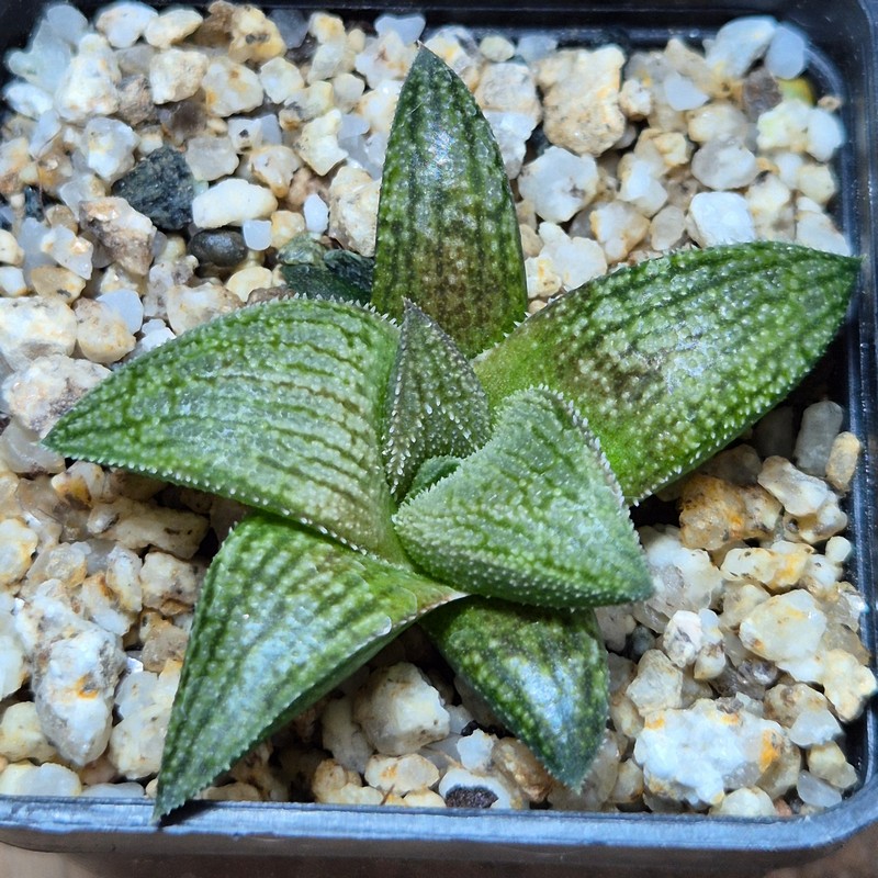 VVG36052 Haworthia ‘Sulphur’ cutting