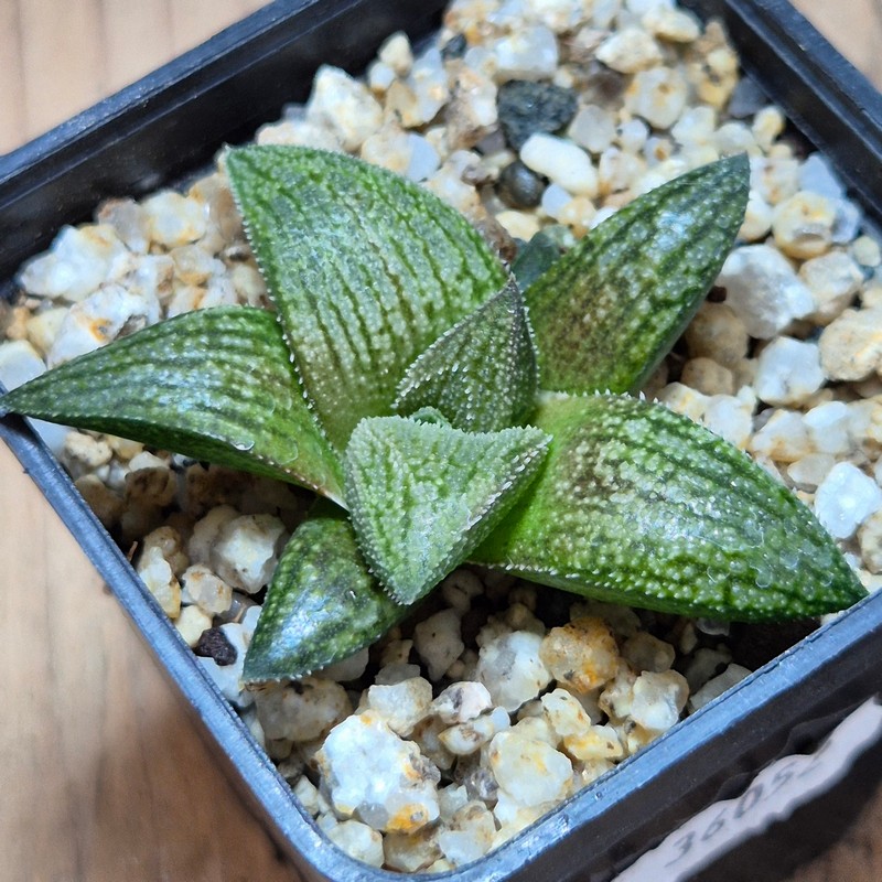 VVG36052 Haworthia ‘Sulphur’ cutting – Bild 2