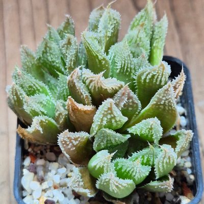 VVG3643 Haworthia 'Gorbi' hybrid F2
