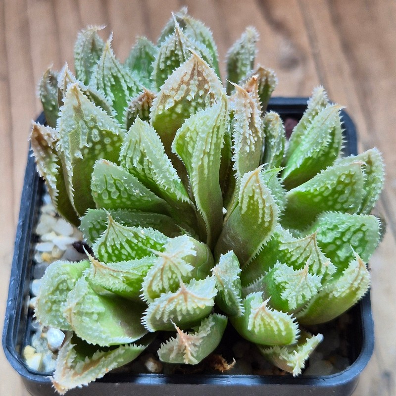 VVG3643 Haworthia 'Gorbi' hybrid F2 – Bild 2