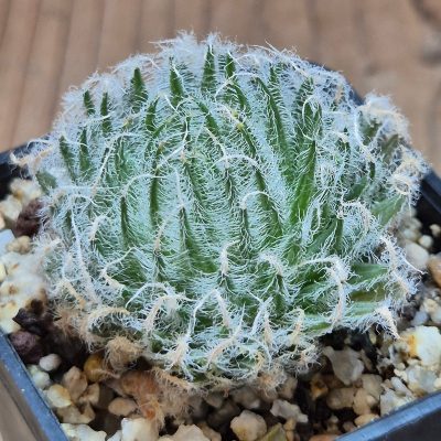 VVG37781 Haworthia odetteae  IB11864 -De Rust 10 km Jansenville-