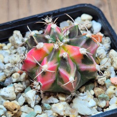 VVG37790 Gymnocalycium mihanovichii f.variegata VVG17 cutting