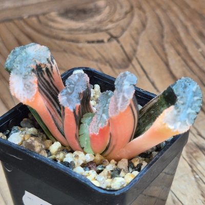 VVG39079 Haworthia truncata f. variegata