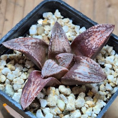 VVG39081 Haworthia splendens 'Hakuja' hybrid, seedling