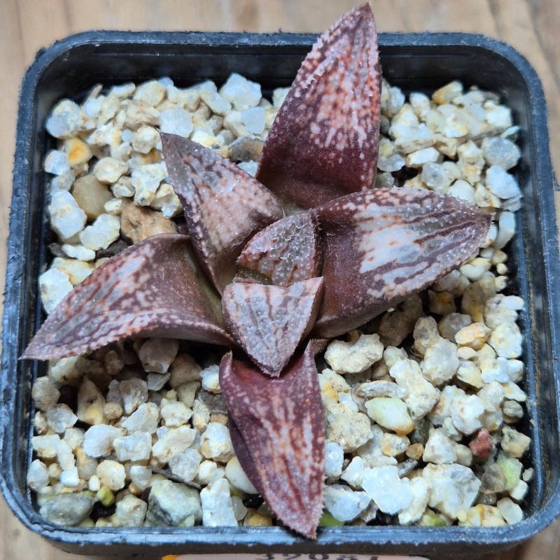 VVG39081 Haworthia splendens 'Hakuja' hybrid, seedling - Image 2