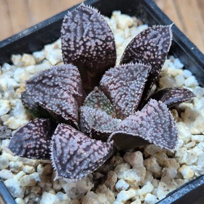 VVG39082 Haworthia ‘Kegazato’x picta -Japan- clon1