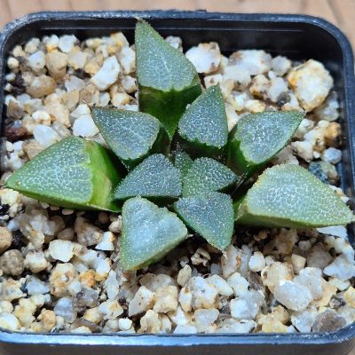 VVG39083 Haworthia bayeri seedling