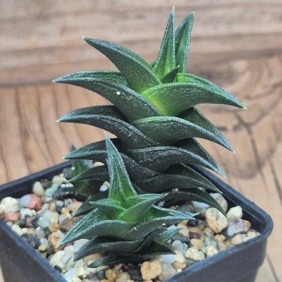 VVG39084 Haworthia nigra x viscosa
