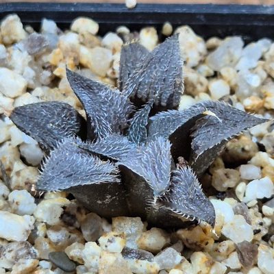 VVG39085 Haworthia mirabilis v.pillosa MBB7246 seedling
