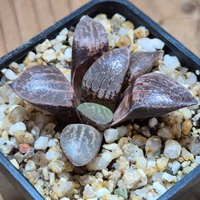 VVG39086 Haworthia comptoniana ‘Crystal’ seedling