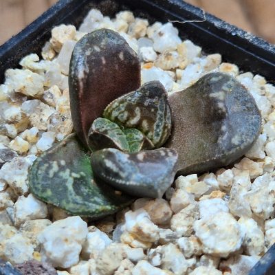 VVG39087 Haworthia 'Huko'