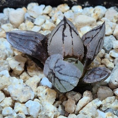 VVG39088 Haworthia comptoniana mutant ‘Corn Poppy’