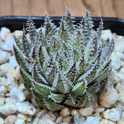 VVG39089 Haworthia herbacea -25 km NW Villersdorp- seedling