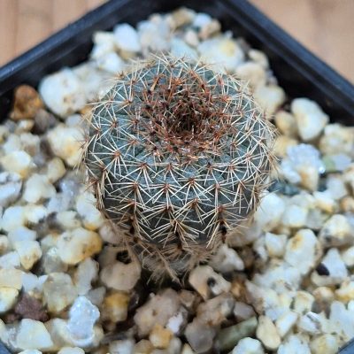 VVG39090 Frailea tenuissima PR66 seedling