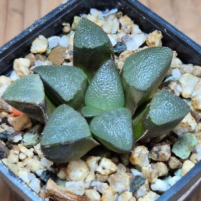 VVG39496 Haworthia bayeri seedling