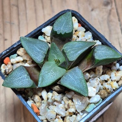 VVG39497 Haworthia bayeri seedling