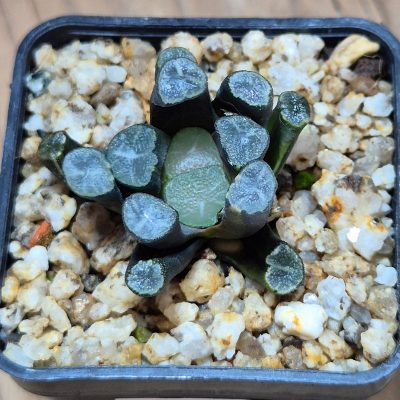 VVG39498 Haworthia maughanii f.variegata VA6670-1 ex Kobayashi