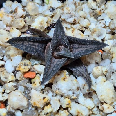 VVG39499 Haworthia ‘Sugriva’  cutting