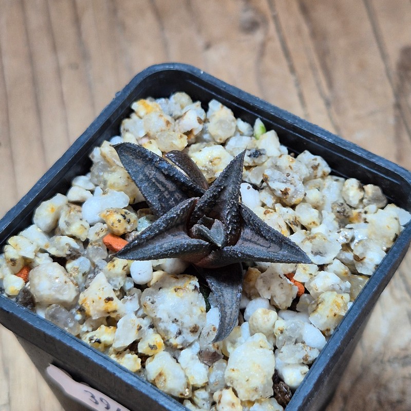 VVG39499 Haworthia ‘Sugriva’ cutting – Bild 2