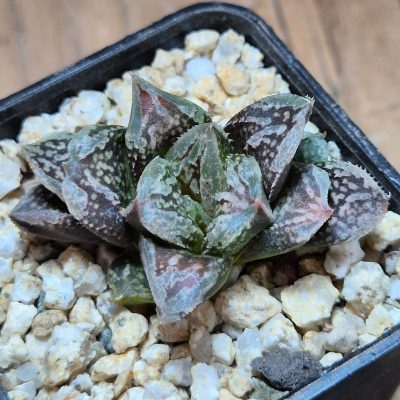 VVG39500 Haworthia 'Black Major' x 'Yulia' F2 seedling