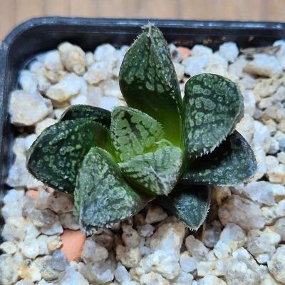 VVG39501 Haworthia 'Sofia'