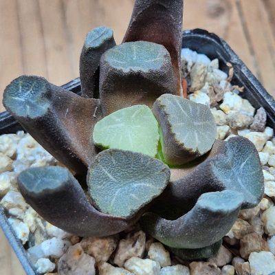VVG39502 Haworthia maughanii -Japan-