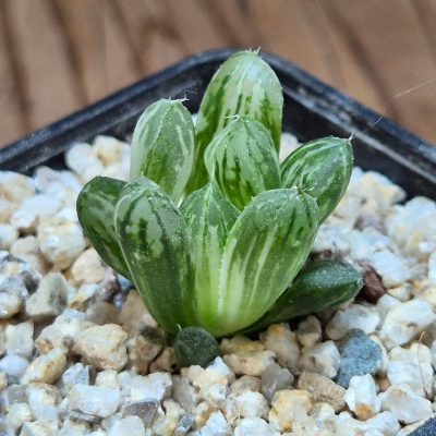 VVG39503 Haworthia obtusa ‘Komomo’ f. variegata ex. Japan