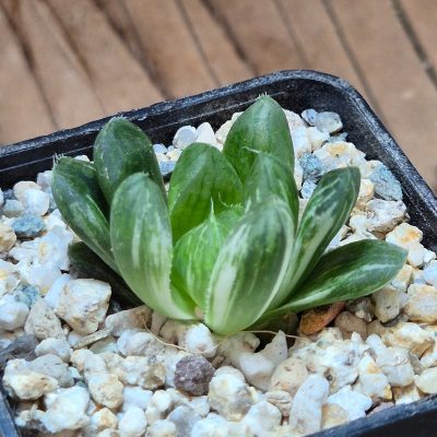 VVG39504 Haworthia obtusa ‘Komomo’ f. variegata ex. Japan