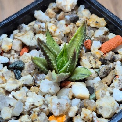 VVG39505 Haworthia pumila ‘Kunjio’ f.variegata  cutting