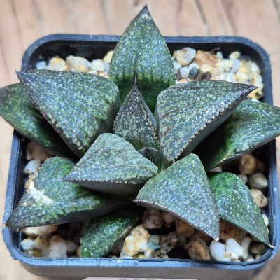 VVG39506 Haworthia magnifica v.splendens -Dekriet Road- seedling