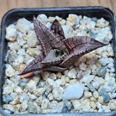 VVG39508 Haworthia tesselata seedling