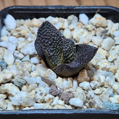 VVG39510 Haworthia scabra seedling