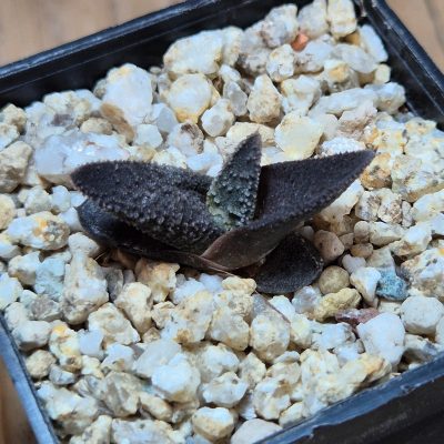 VVG39512 Haworthia sordida seedling